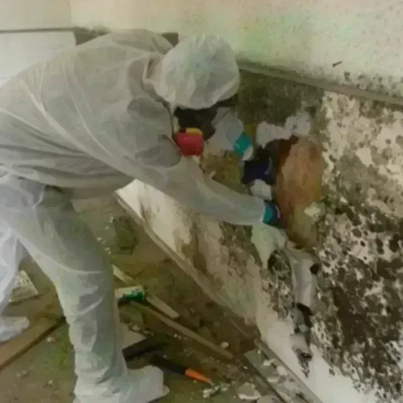 Mold Remediation and Removal in Scotts Bluff County, NE